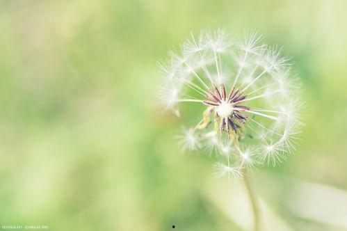 蒲公英的图片和资料